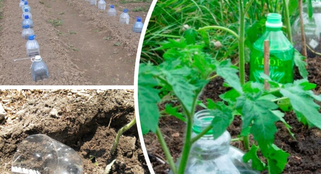 Луцькі городники пластикові пляшки не викидають: знадобляться і для розсади, й проти слимаків 