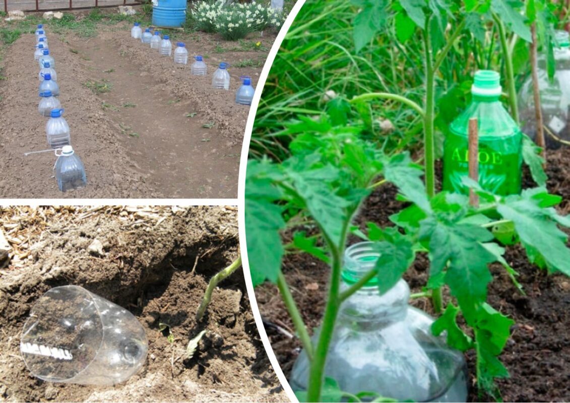 Не викидайте пластикові пляшки - придадуться на городі