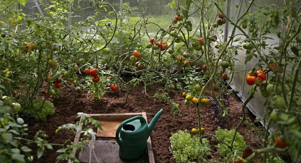 Найгірше, що ви можете зробити у спеку – поливати ТАК помідори: будете лити сльози по врожаю 