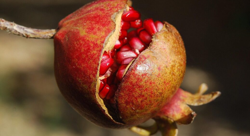 На Кіровоградщині у 2025-му вже вівсю вирощують гранати: родять більші, ніж магазинні 