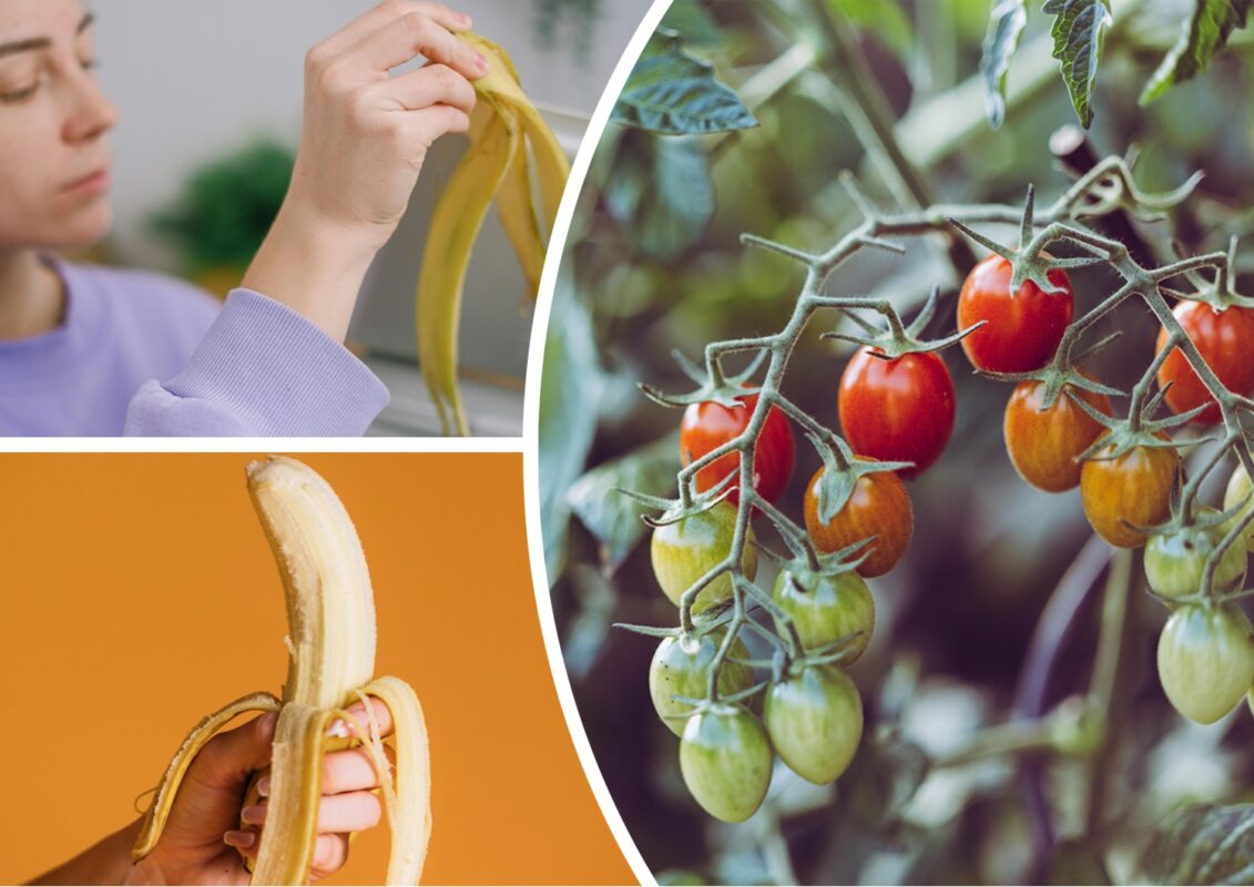 Чим підживити помідори, щоб стали солодшими