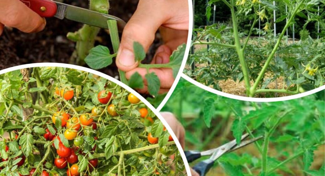 Обривати чи так залишати – вічна дилема городників: то що ж робити з листям томатів? 