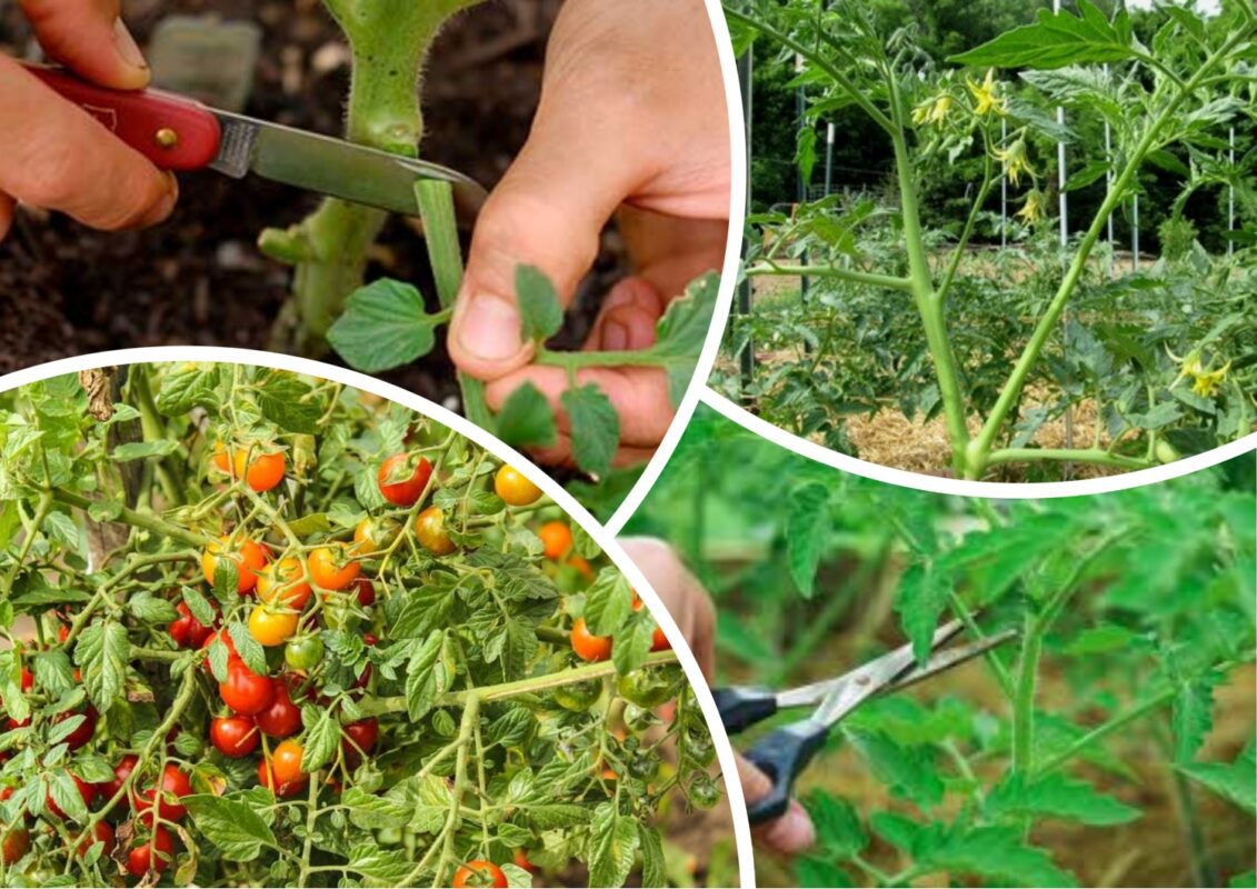 Чи потрібно обривати листя з кущиків помідорів