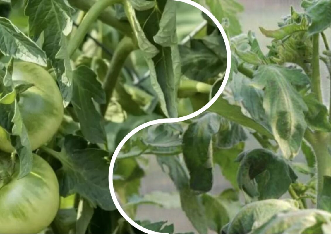 Чому на помідорах скручуються листочки