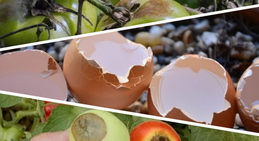 Побачив вершинну гниль – не чекаю ні секунди: цей 1 продукт з кухні одразу все виправить 