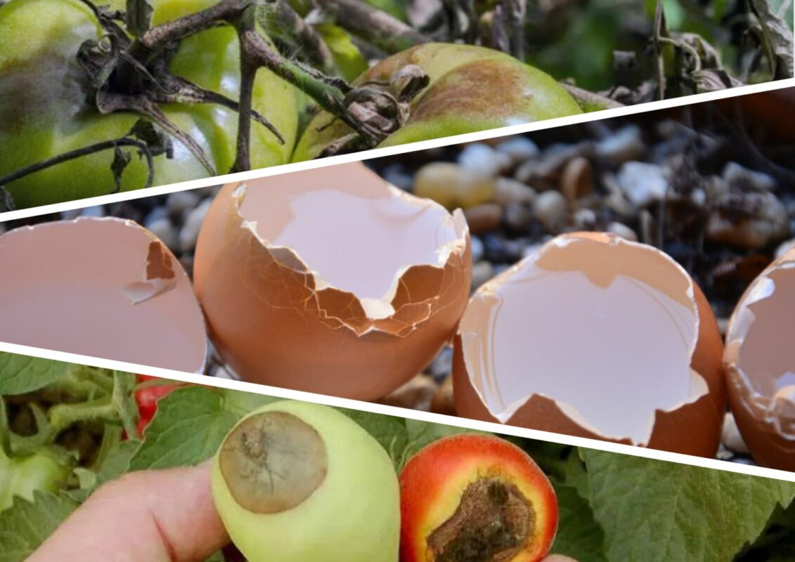 Як позбутися вершинної гнилі на томатах