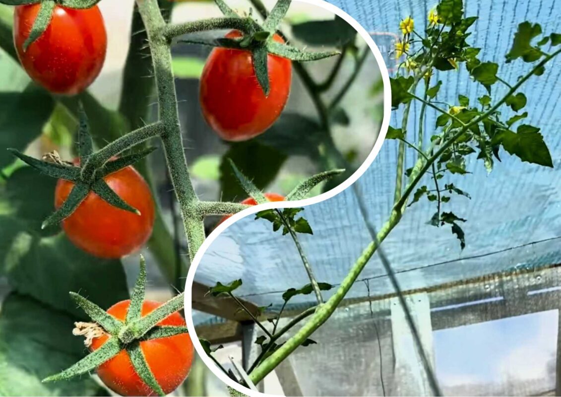 Експерт розповів, як прискорити дозрівання помідорів