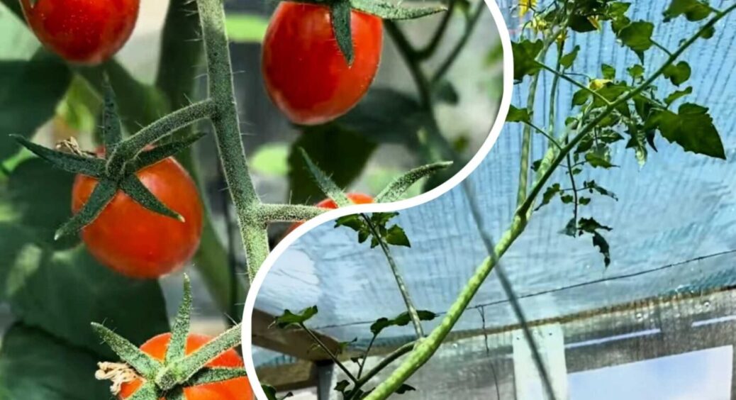 Потягнути та обрізати: харківʼяни тямлять у томатах – ось як вони прискорюють дозрівання урожаю 