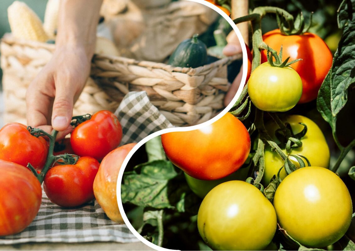 Садівники пояснили, яка підживка зупинить фітофтору на томатах навіть в дощ 