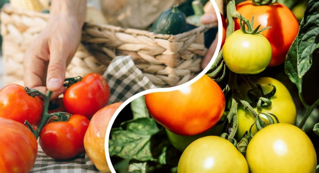 Цей настій з 5 складників зупиняє фітофтору на томатах без фунгіцидів – навіть у дощову погоду 