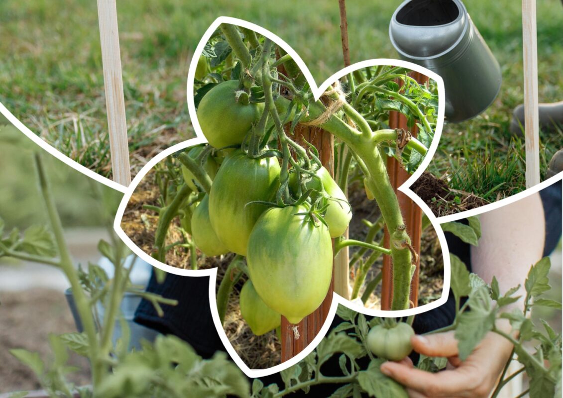 Садівники пояснили, який полив томатів допоможе зібрати рекордний урожай 
