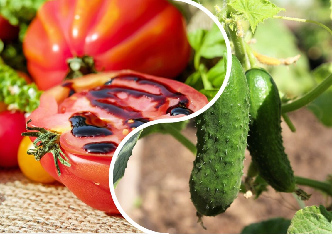 Садівники пояснили, як вивести фітофтору з городу до кінця літа