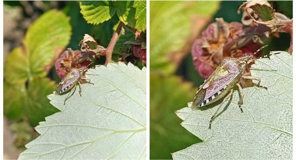 З попелицею розберуться замість вас: ці 3 рослини – подарунок для городника у 2025-му 