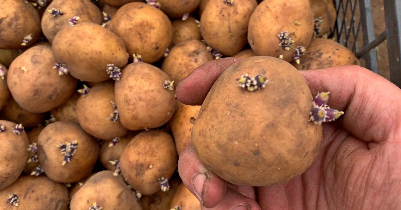 Городники назвали 3 сорти картоплі для повторного посіву влітку