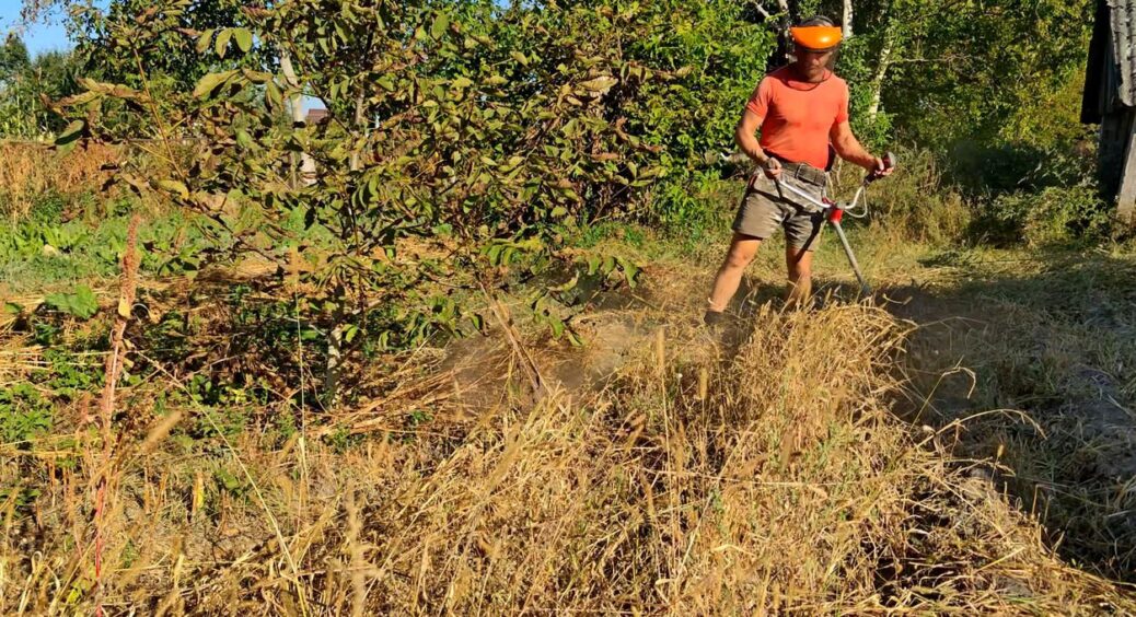 Навіщо скошувати бадилля картоплі перед збором урожаю: не всі про це знають, а варто! 