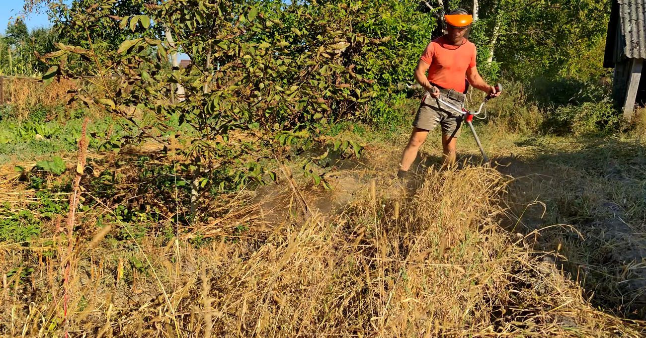 Городники пояснили, навіщо скошувати бадилля перед збором картоплі