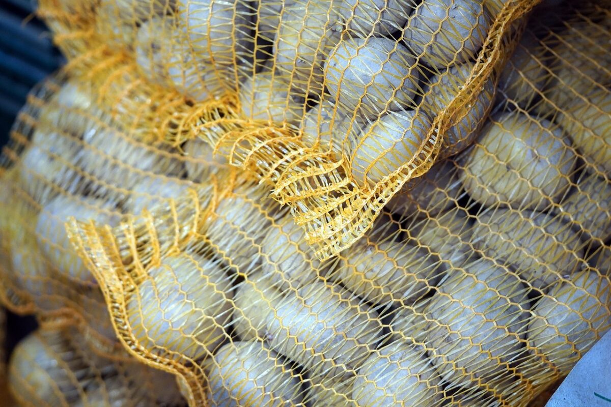 Коли потрібно викопувати картоплю