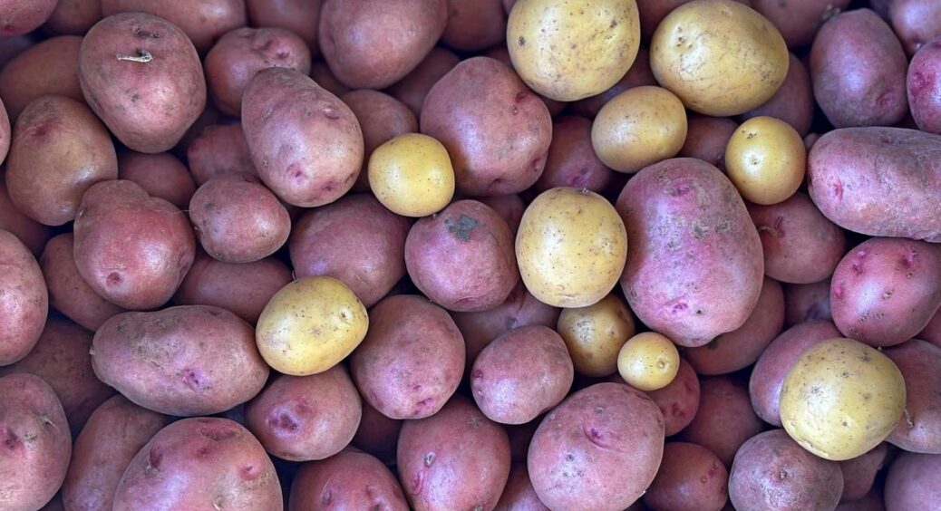 Коли копати картоплю в липні: простий тест на зрілість, який показали фермери 