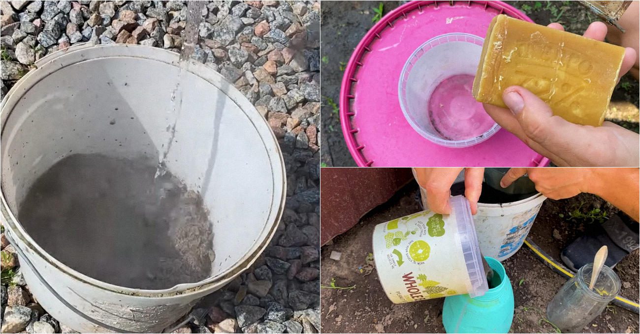 Фермери назвали ефективний натуральний засіб від попелиці