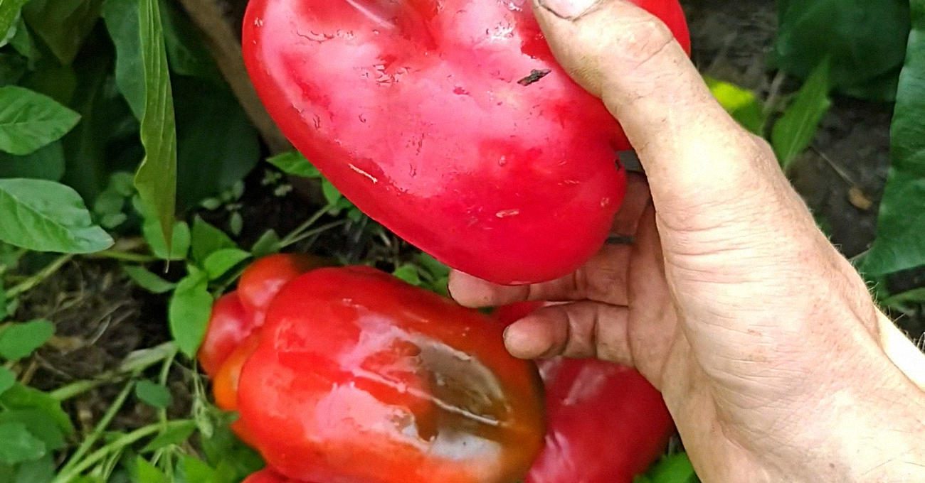 Аграрії пояснили, як прискорити ріст і збільшити врожайність перцю