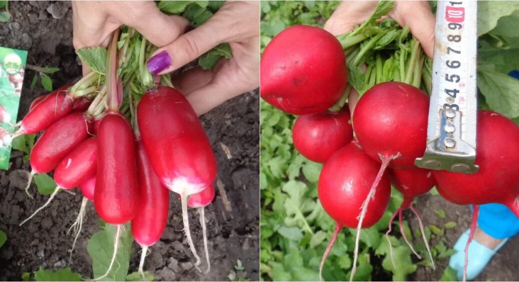 На Чернігівщині висаджують тільки ці 2 сорти редиски: дає солідний урожай навіть в спеку 
