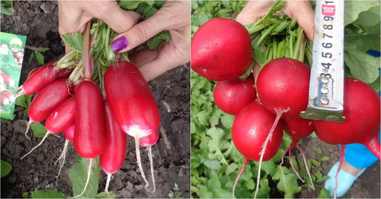 Фермери порадили 2 сорти редиски для літнього посіву