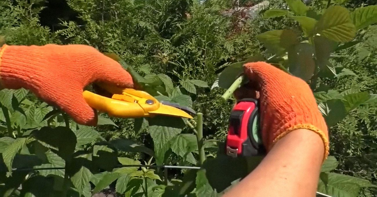 Садівники пояснили, як правильно обрізати малину для врожаю