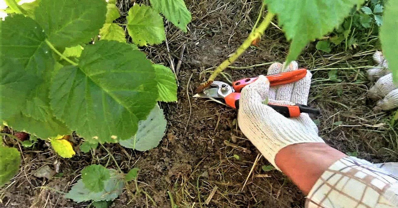 Садівники пояснили, як обрізати малину для рекордного врожаю