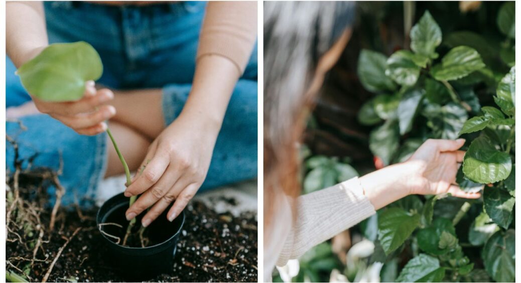 Город як дзен-практика: як можна полоти грядки, поливати, й при цьому, медитувати 