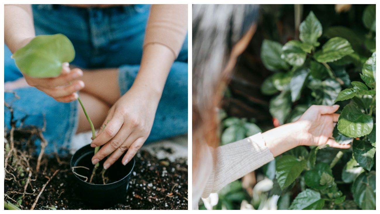Садівники пояснили, для чого започаткували дзен-практику на городі