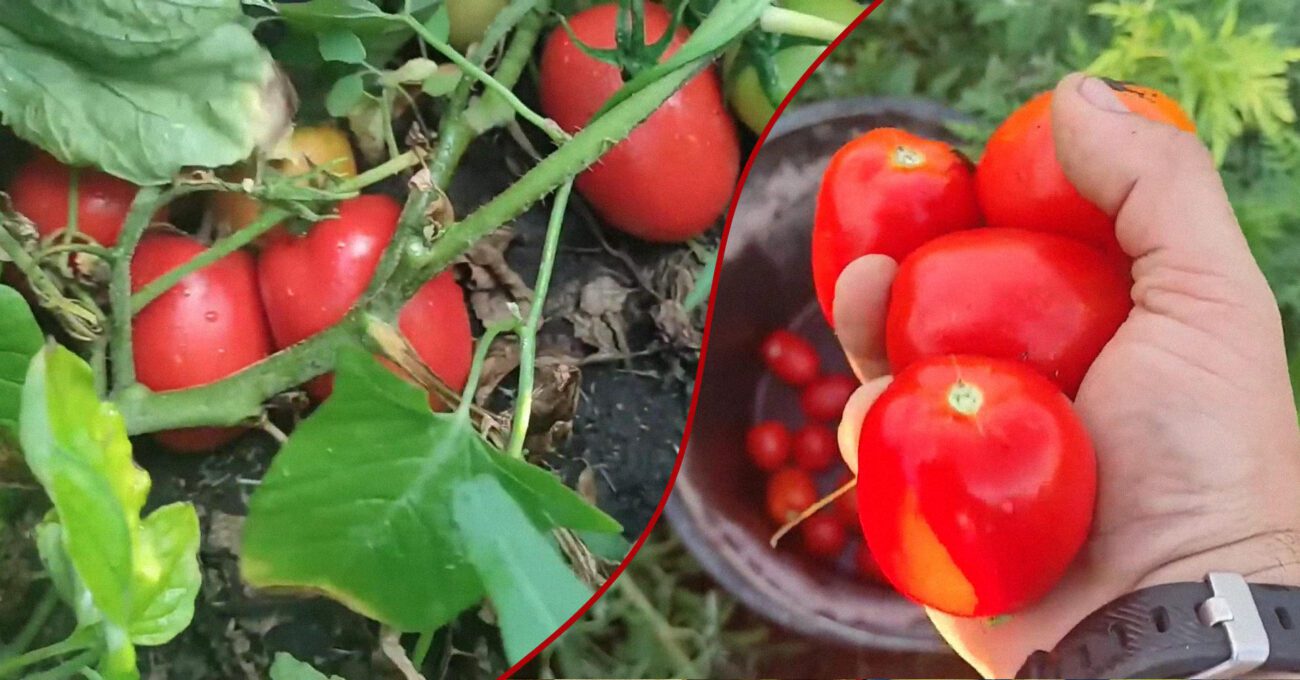 Агрономи назвали сорт томатів, який дає до 10 кг плодів з куща