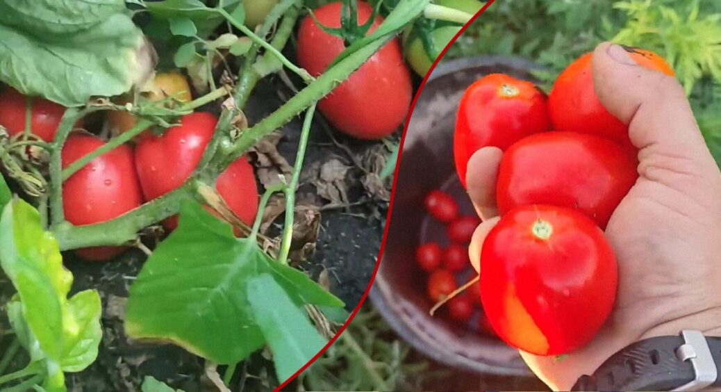 Не сорт, а помідорна плантація: з кущика до 10 кг томатів – ідеальні для консервації у 2025 