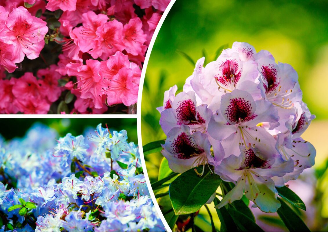 З якими квітами поєднати рододендрон на клумбі