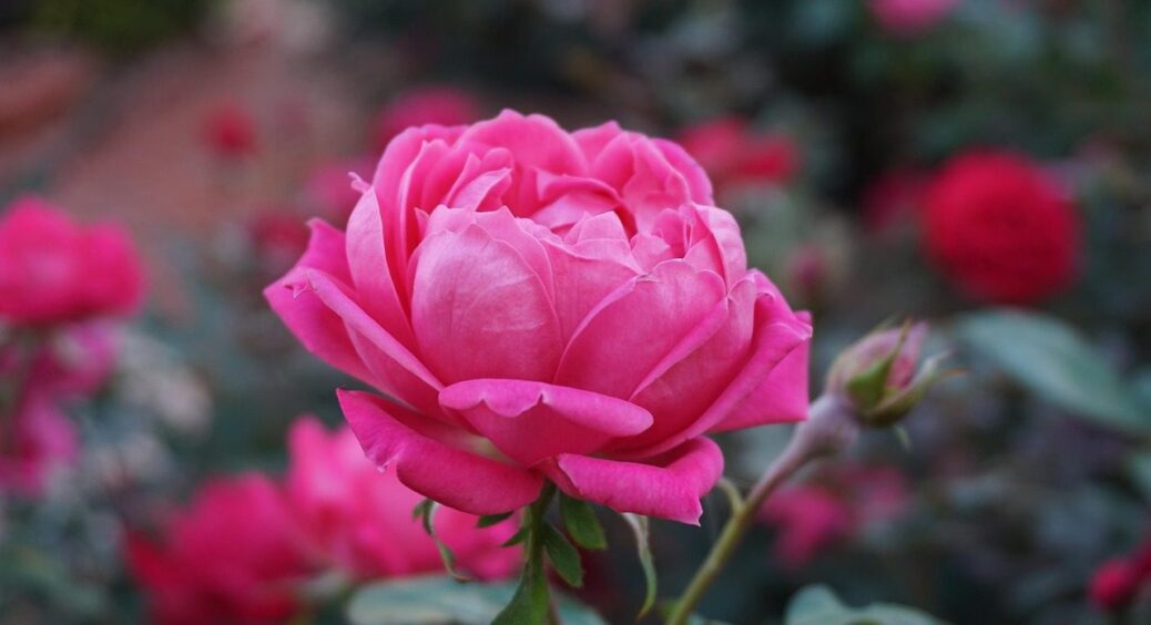 Всього 1 помилка, і троянда постійно дає поросль шипшини: це допускають навіть знавці 