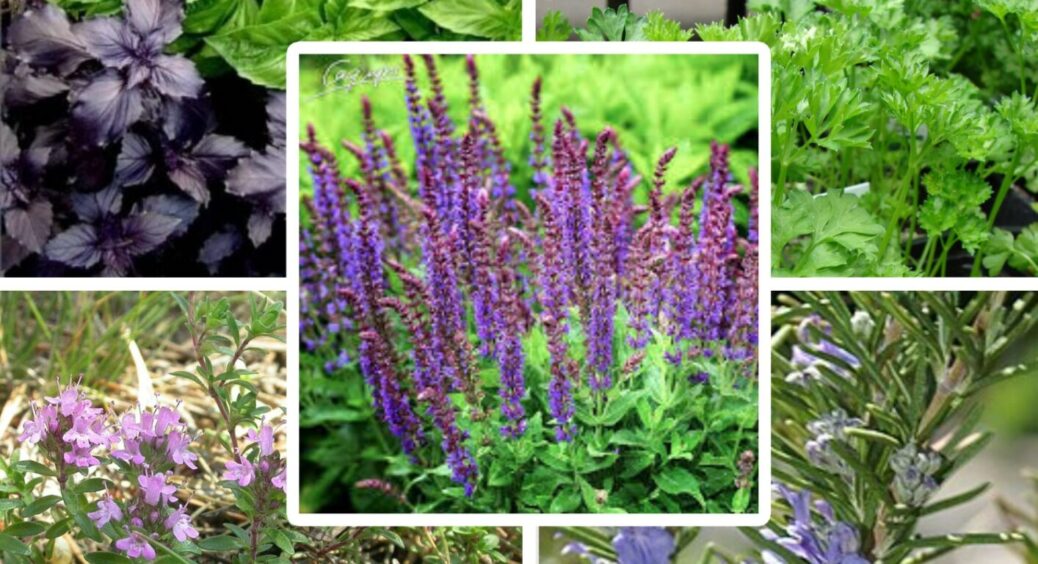 Висадіть хоча б одну з цих 5 рослин і радійте: слимаки й равлики відразу ж покинуть ваш город 