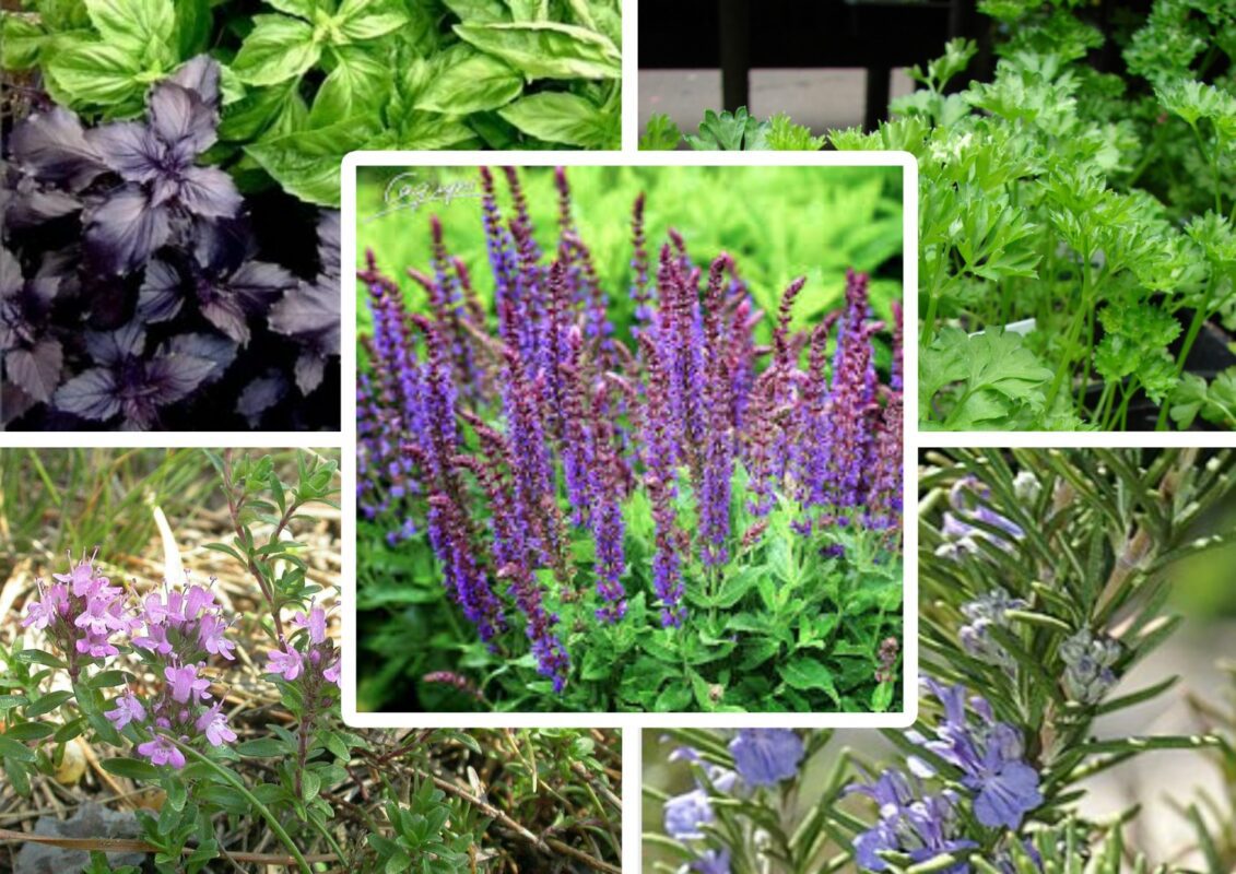 Пахучі рослини здатні прогнати слимаків з ділянки