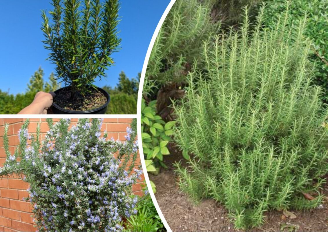 За яких умов розмарин зростатиме на городі