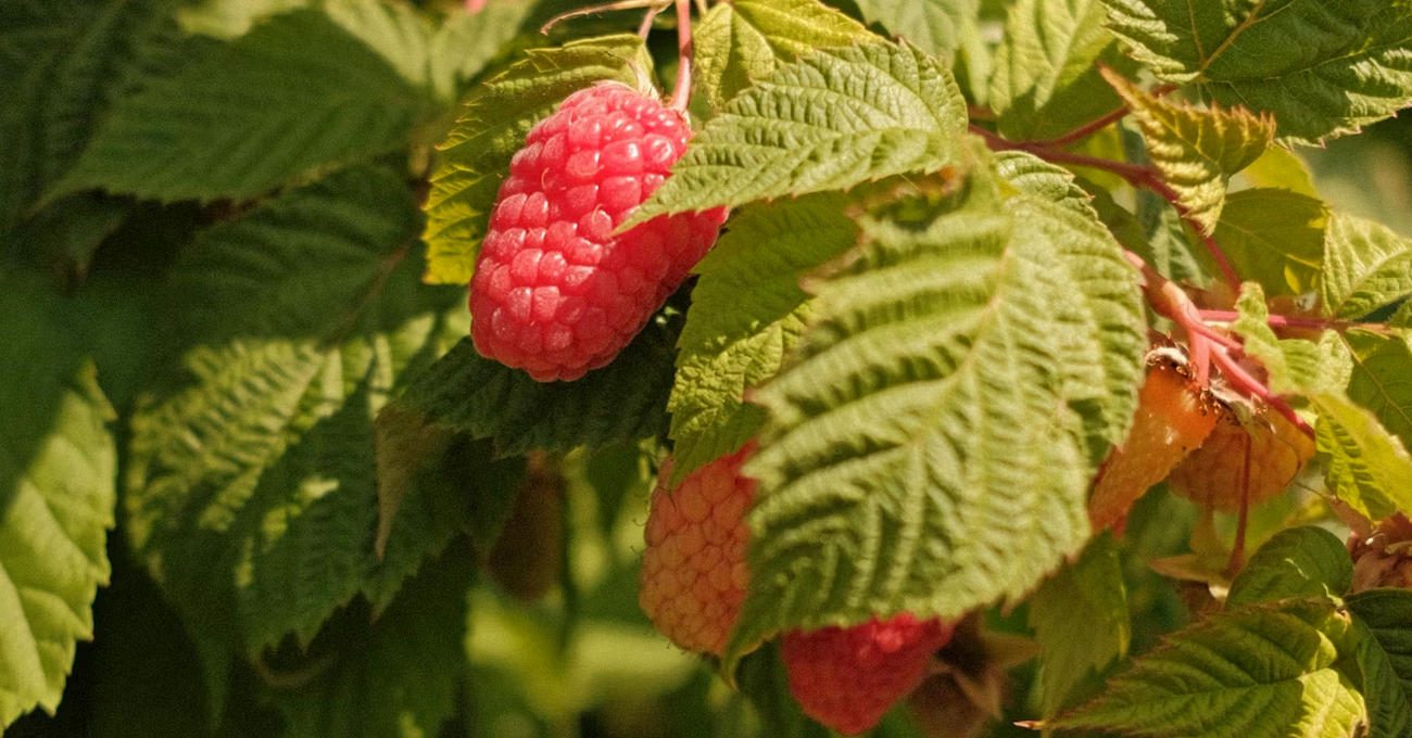 Садівники поділилися методом підвищення врожайності малини