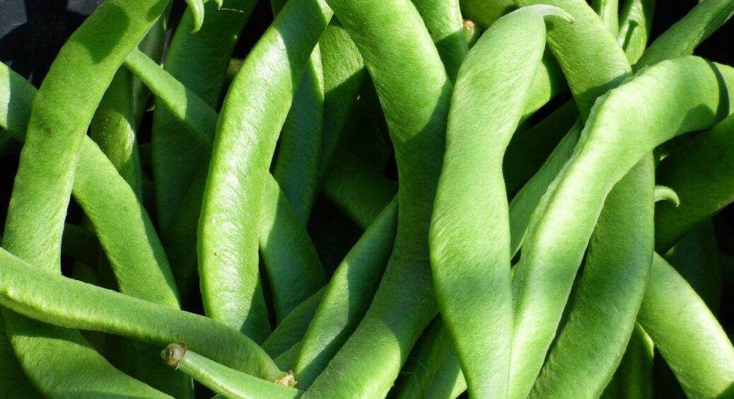 Дайте квасолі це, і вона віддячить втричі більшим врожаєм: 1 добриво, яке змінює все 