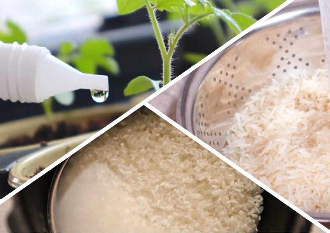 Добриво з рисової води для городини