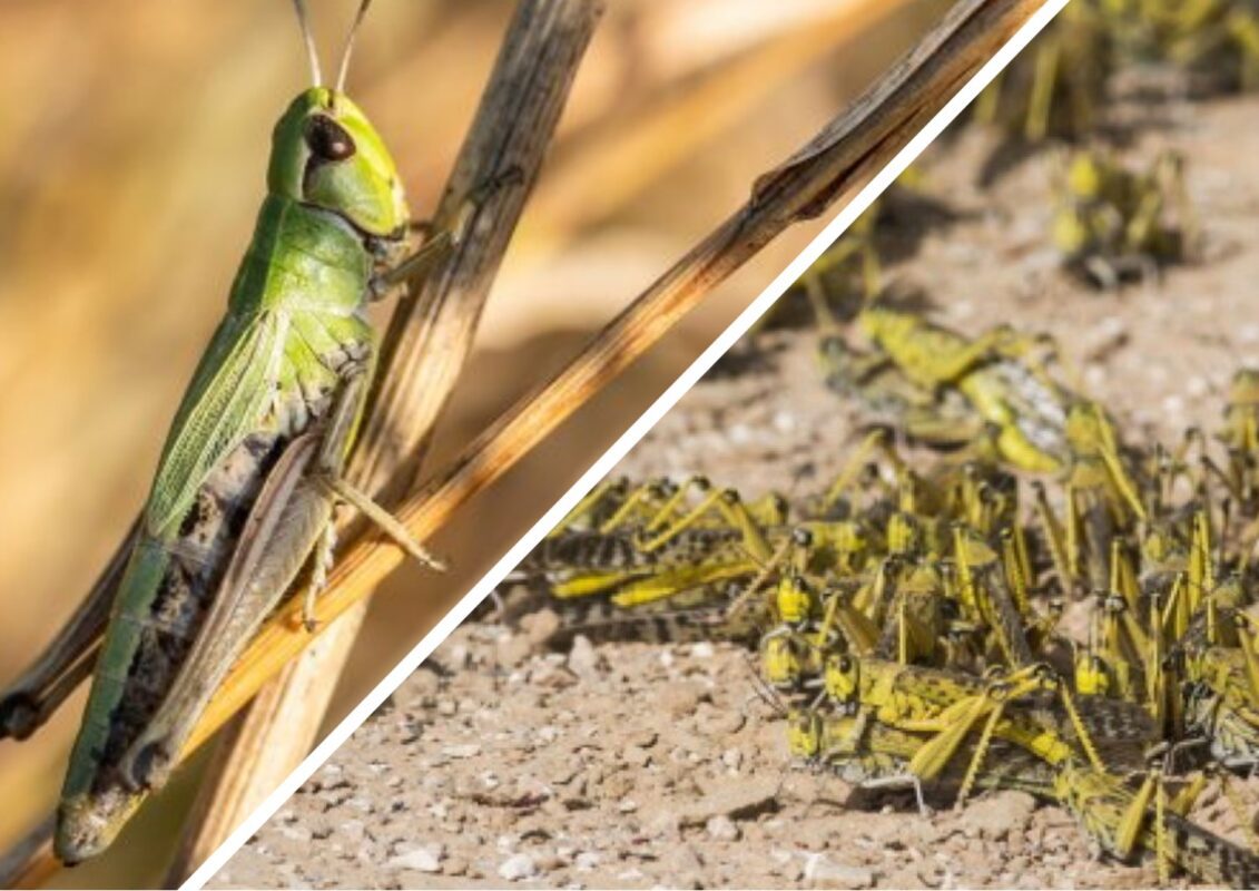 Експерт розповів, як відрізнити сарану від коників