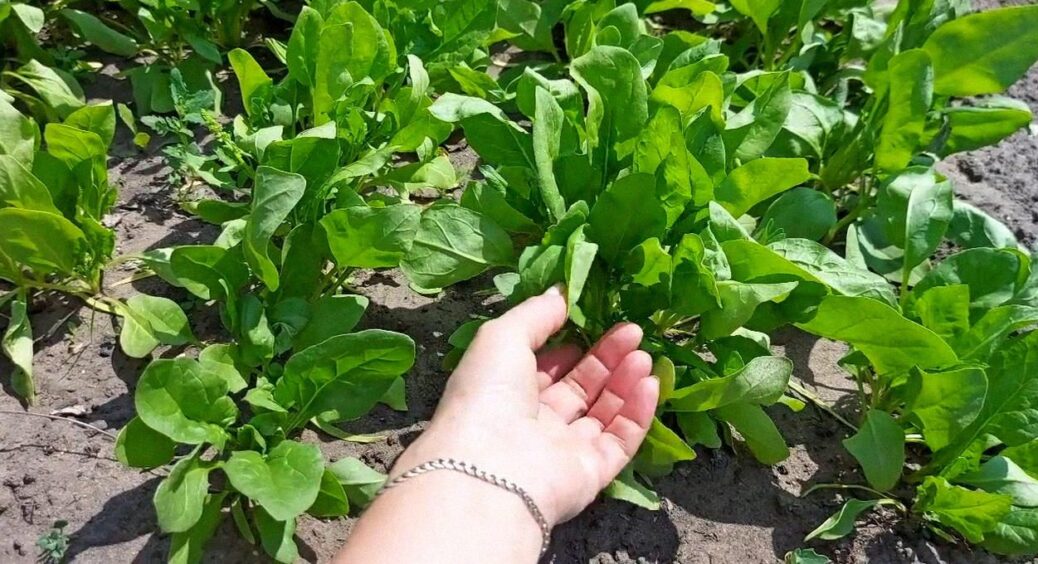 3 корисні продукти, які можна виростити прямо на грядці: головне – правильний догляд 