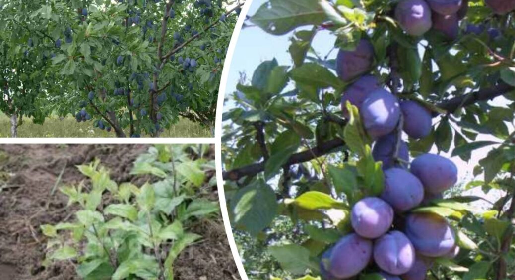 Сливи зібрали – город не в безпеці: навіть досвідчені дачники з Одеси про це не знають 