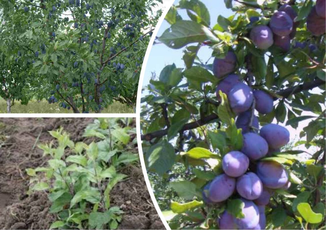 Експерт розповів, чому треба обробляти город після збору слив