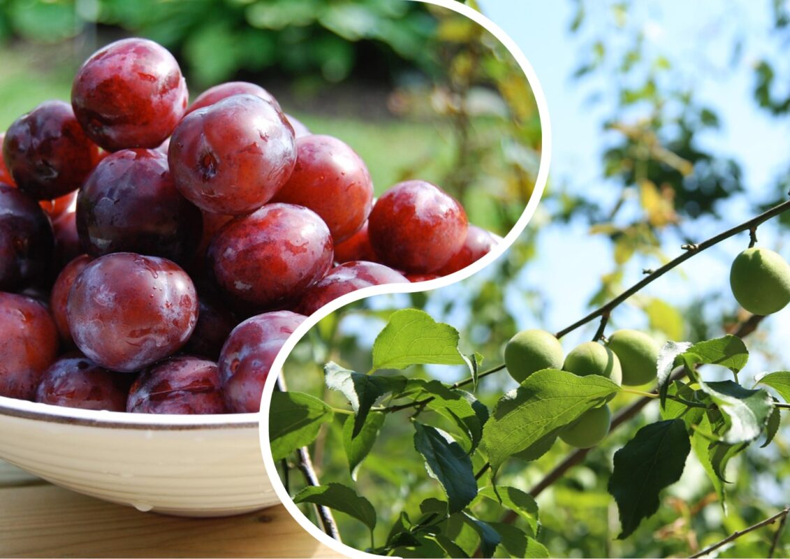 Садівники пояснили, чим кияни удобряють сливи в липні-2025