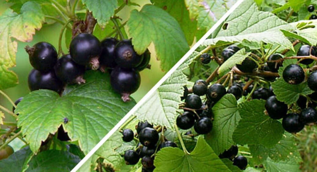 До 5 кг смородини з куща: ця ягода обожнює саме таку підгодівлю – що на Київщині, що на Півдні 