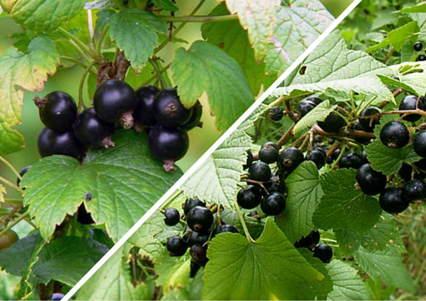 Чим підживити кущі смородини у липні