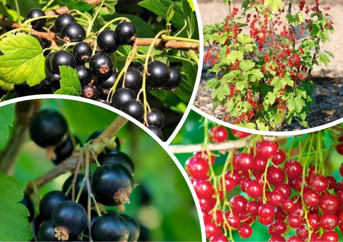 Чи потрібно обрізати смородину в липні