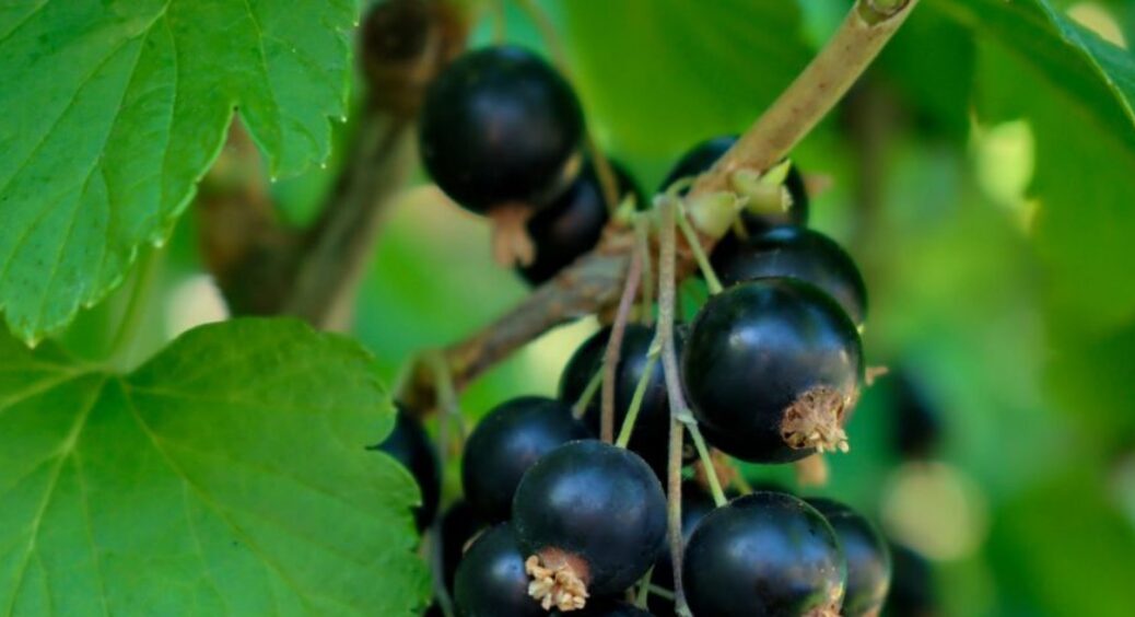 Якщо ваша смородина вже бабуся, то без цього не обійтися: те, що треба для старенького куща 