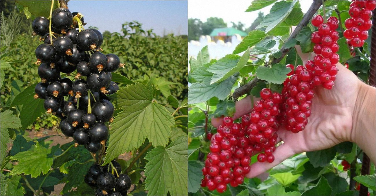 Садівники пояснили, як покращити смак і розмір смородини